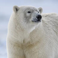 polar bear