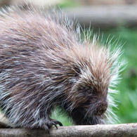 north american porcupine