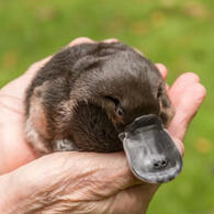 platypus