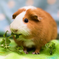 guinea pig/cavy