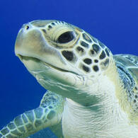 turtles/tortoises of any kind
