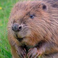 beaver